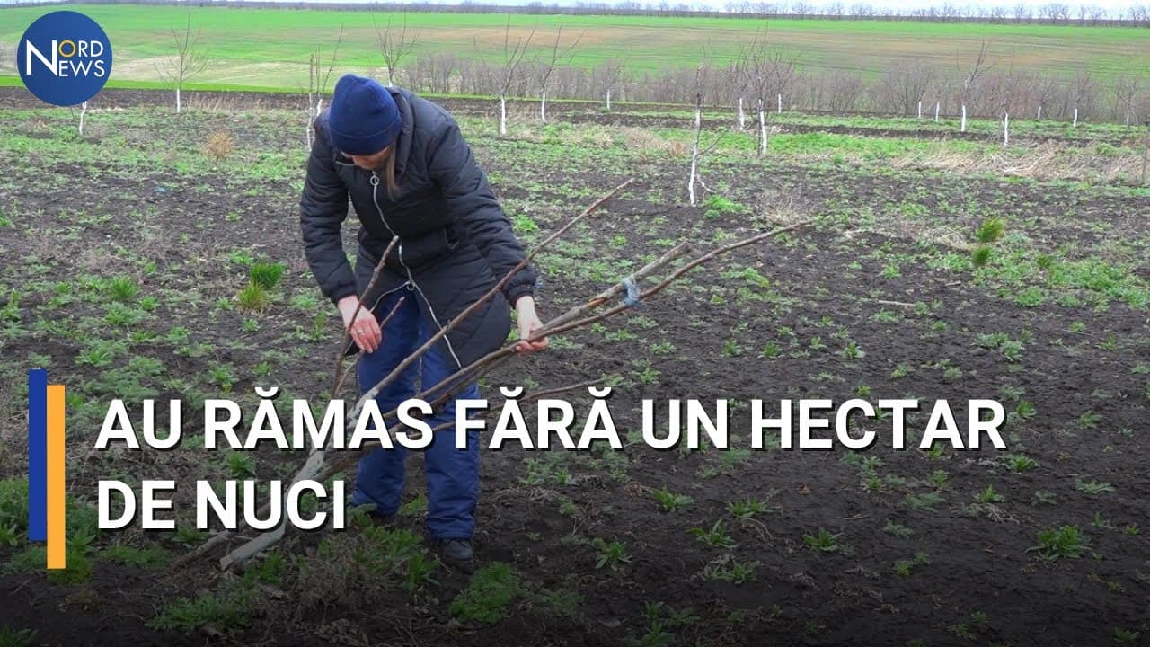 Conflict în raionul Râșcani: Un consilier din a distrus o livadă de nuci [VIDEO]