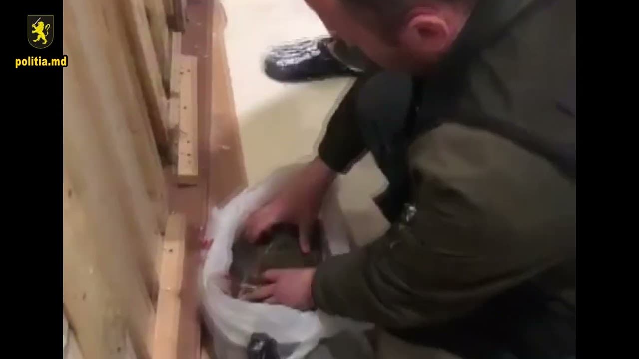 Percheziții în raionele Edineț și Briceni: Au fost ridicate droguri în valoare de sute de mii de lei [VIDEO]