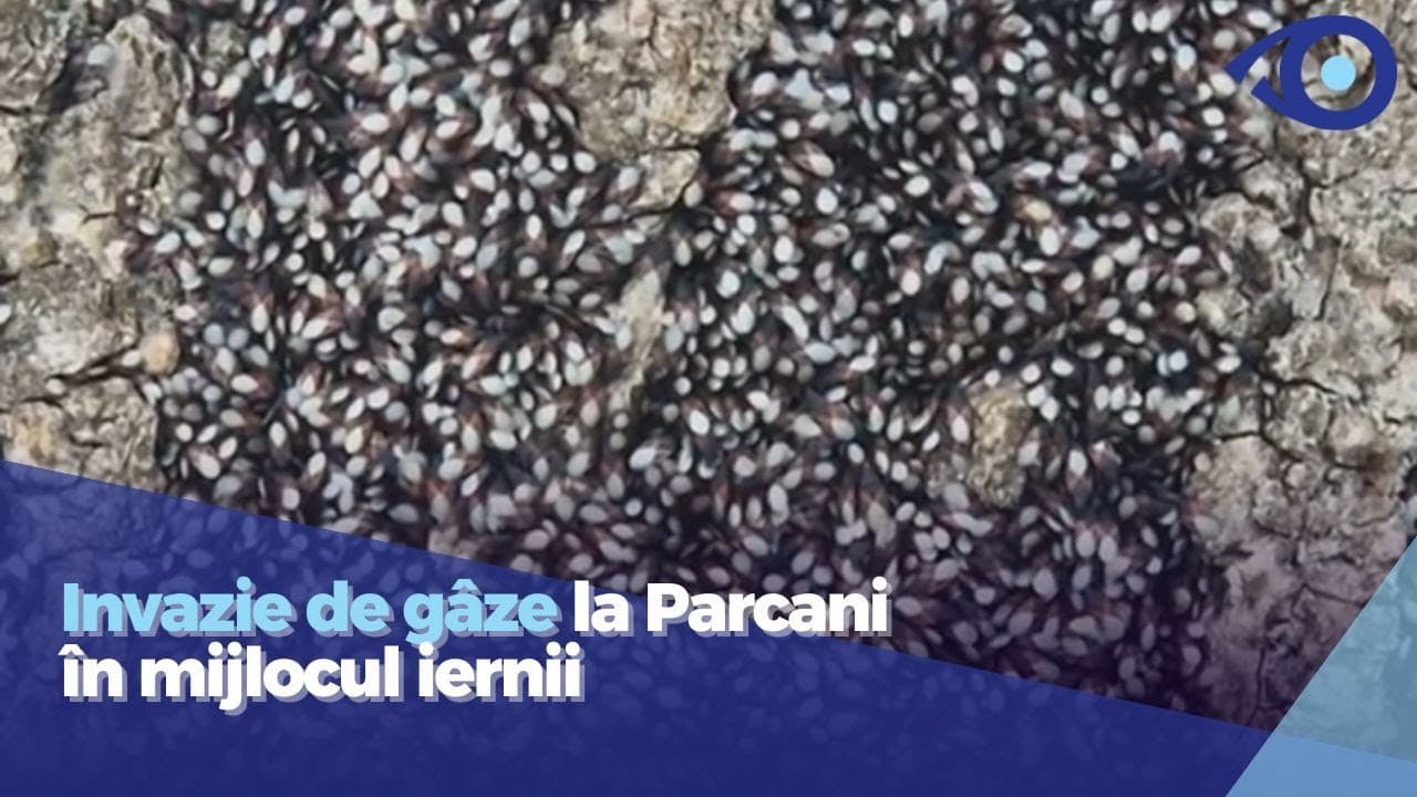 Invazie de gâze în satul Parcani în mijlocul iernii: Ce sunt acestea [VIDEO]