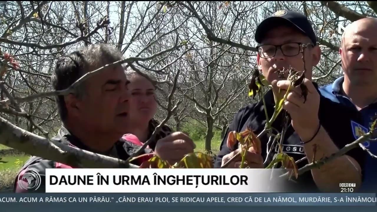 SOROCA: Peste 100 ha de livezi de nuci, distruse de înghețuri (VIDEO)