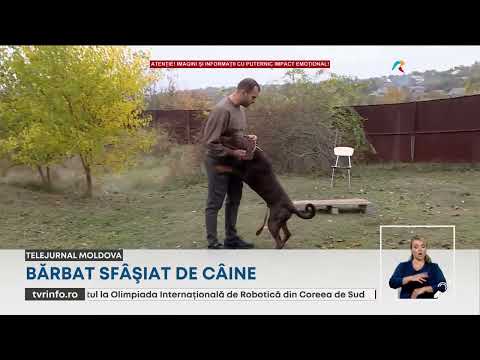 Vulcănești: un bărbat de 58 de ani, găsit mort lângă câinele său Alabai (VIDEO)