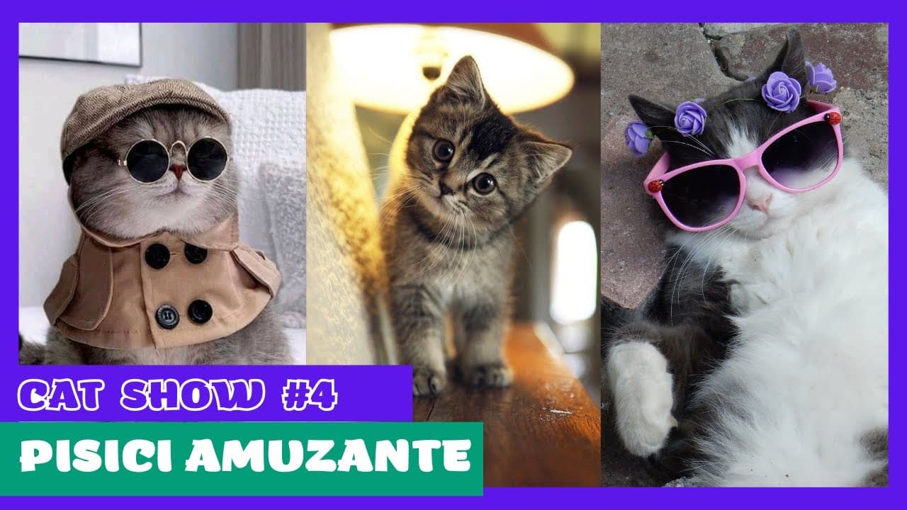 Pisici amuzante si haioase / Cat Show #4