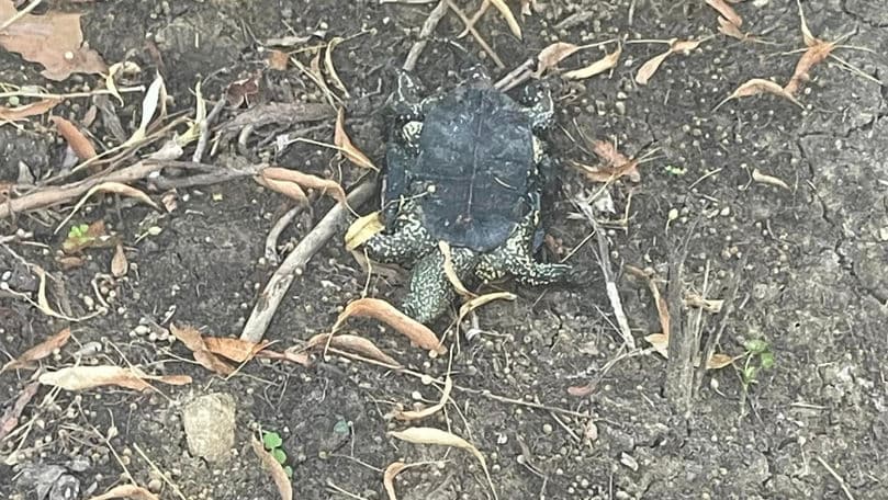 Mai multe broaște țestoase moarte, găsite într-un parc din Edineț