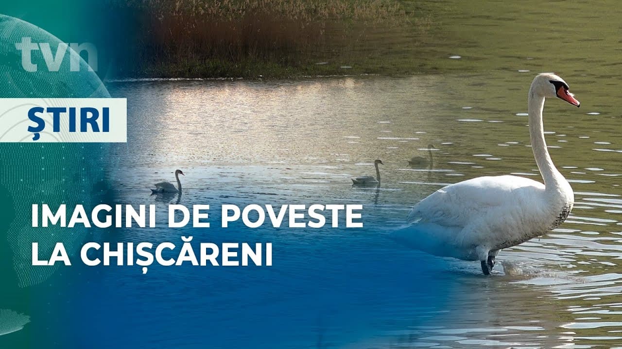 Raionul Singerei: Lebedele au transformat iazul într-o atracție de vis (VIDEO)
