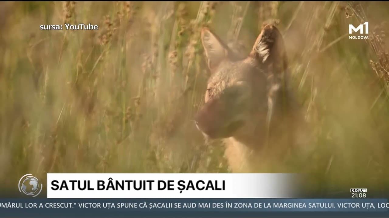 Un sat din raionul Ștefan Vodă, amenințat de șacali. Localnicii cer măsuri urgente (VIDEO)