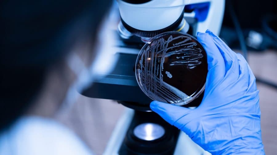 Eprubete cu probe biologice într-un laborator de microbiologie