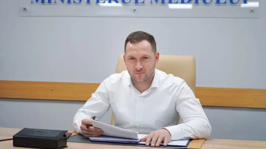 Bușteni proaspăt tăiați, stivuiți la marginea unei păduri de foioase