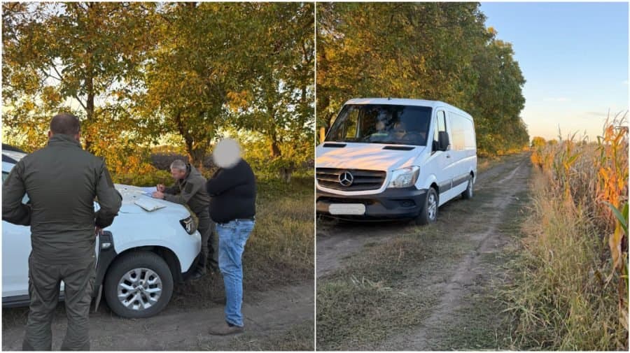 Șir de nuci cu crengile tăiate la marginea unui câmp agricol