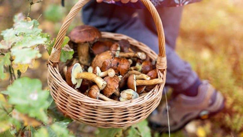 Ciuperci sălbatice care cresc pe pământul unei păduri