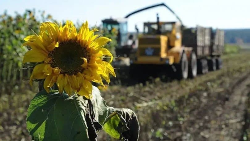 Semințe de floarea-soarelui descărcate dintr-o remorcă la un punct de colectare