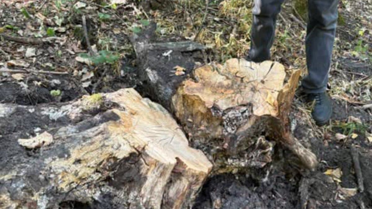 Cioturi de copaci tăiați într-o pădure de foioase