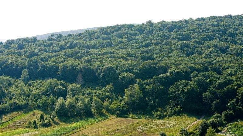 Reforma Moldsilva: 23 de întreprinderi silvice devin „Pădurile Moldovei”